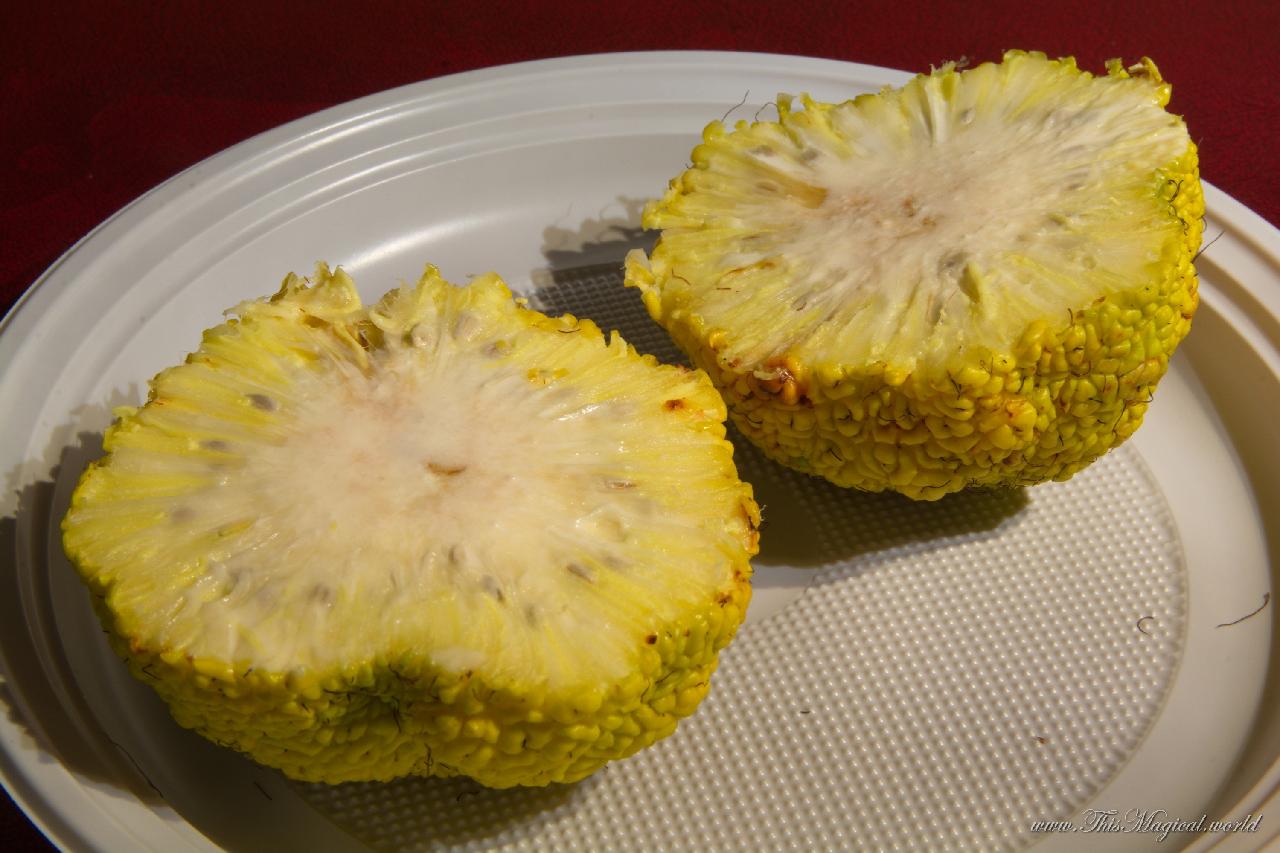 Osage Orange cut in half