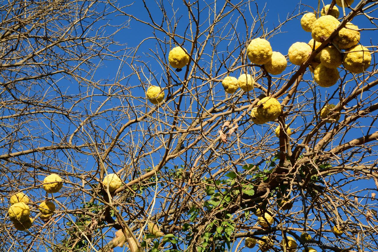 Osage Oranges in winter